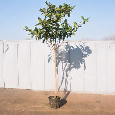 Terminalia Catappa - Indian Almond Tree
